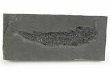 Devonian Lobe-Finned Fish (Osteolepis) Fossil - Scotland #351017-1